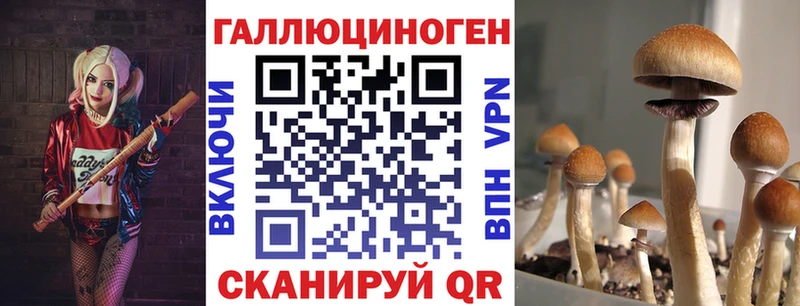 цена   Богучар  Псилоцибиновые грибы GOLDEN TEACHER 